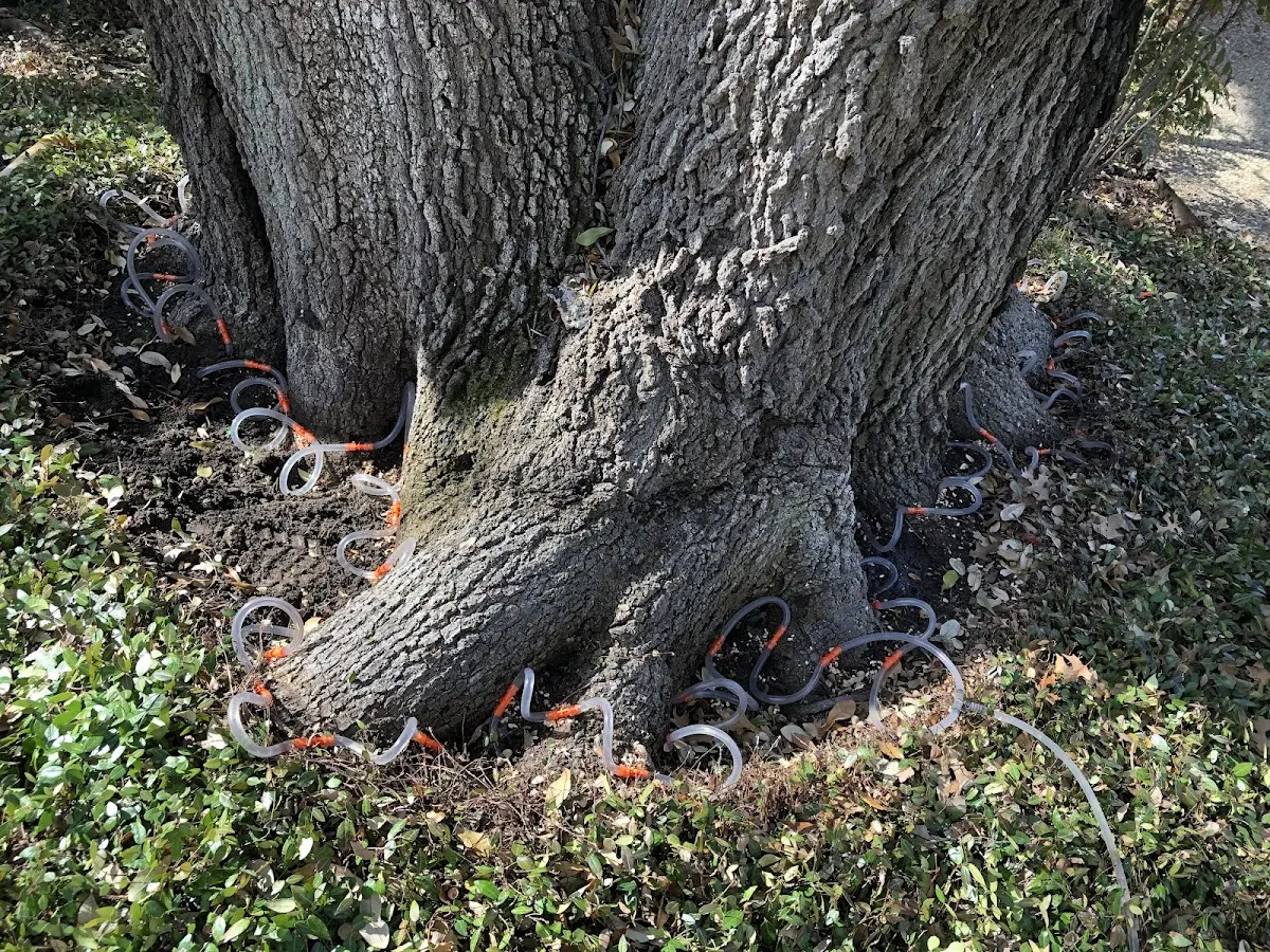 Detailed Tree Cabling and Bracing job site in Amado