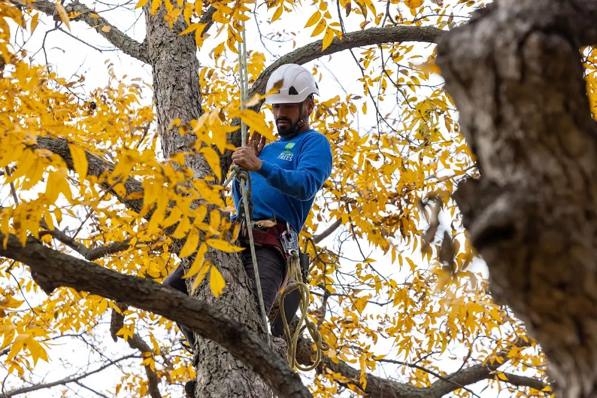 Skilled Storm Damage Cleanup crew working in Amado